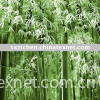 Bamboo shower curtain