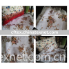 Printing and lace side cushion cover