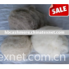dehaired washed pure 100% cashmere fibers