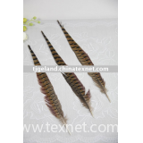Pheasant tail feather
