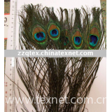 natural peacock tail feathers, about 15"(40-35cm)