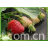 Anti UV PP Nonwoven Fabric For Weed Control / Covering Landscape Custom Weight