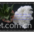 sell hollow conjugated nonsiliconized polyester staple fiber 