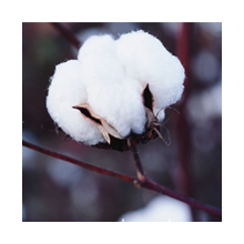 雪狼服饰有限公司-供应外贸品牌女装风衣