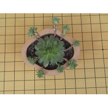 苏州新凯纺织化学品有限公司-热熔类硅蜡邦迪线油 