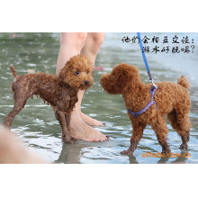 义乌市满华面料印花厂-1cm宠物带