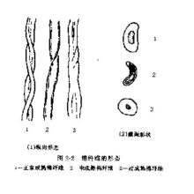 浙江杭州纺织贸易-棉纤维