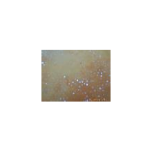 太仓市顺泰印染有限公司-T/R，100%T蚂蚁布 