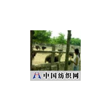 精品中国科技 -鸵鸟养殖