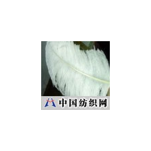 精品中国科技 -鸵鸟白毛