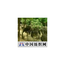 精品中国科技 -提供幼鸟及鸵鸟养殖