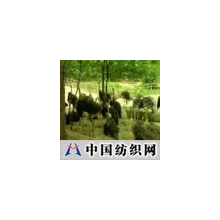 精品中国科技 -幼鸟及鸵鸟系列产品