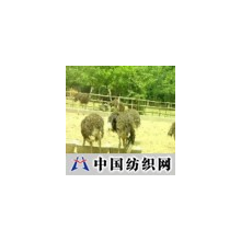 精品中国科技 -提供鸵鸟养殖项目