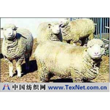 山东省机关干部综合养殖总场 -杜泊绵羊