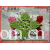 绍兴县柯桥杰龙窗帘加工店-千款创意毛小杯垫激光冲孔激光雕花