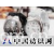 深圳市邦特电子有限公司 -手表装配专用UV胶 7013