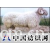 　山东省明龙牛羊繁育场 -纯种小尾寒羊、波尔山羊、黑白花