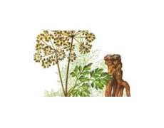 植物染料 點擊查看大圖