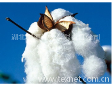 棉花 點擊查看大圖