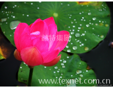 防油防水整理劑防油拒水整理劑抗紫外整理劑 點擊查看大圖