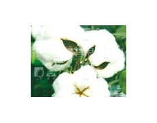 棉花銷售 點(diǎn)擊查看大圖